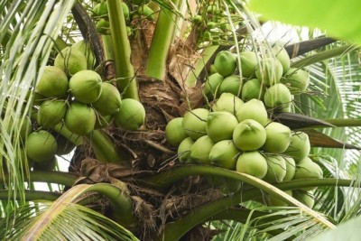 The demand for fresh coconuts and pink pomelo from Vietnam continues to grow, reflecting global interest in healthier food options.