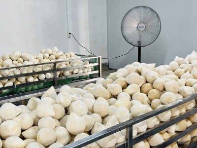 Fresh Coconut Overview In The First Half Year 2025