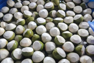 Discover the Heart of Our Coconut Groves in the Mekong Delta